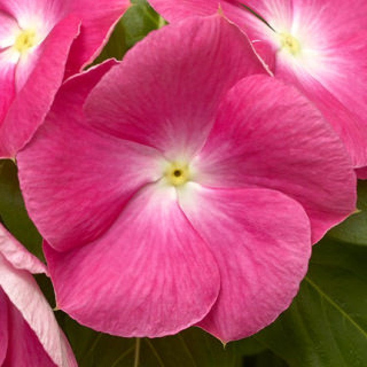 Vinca (Catharanthus Roseus) Cora "Pink Halo" - во саксија Ø10